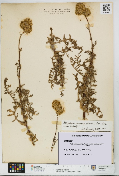 Polyachyrus poeppigii [Espécimen: UDEC:CONC:0008607]