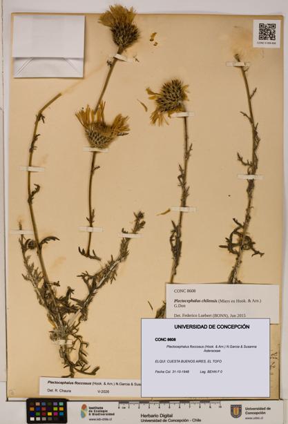 Plectocephalus floccosus [Espécimen: ]