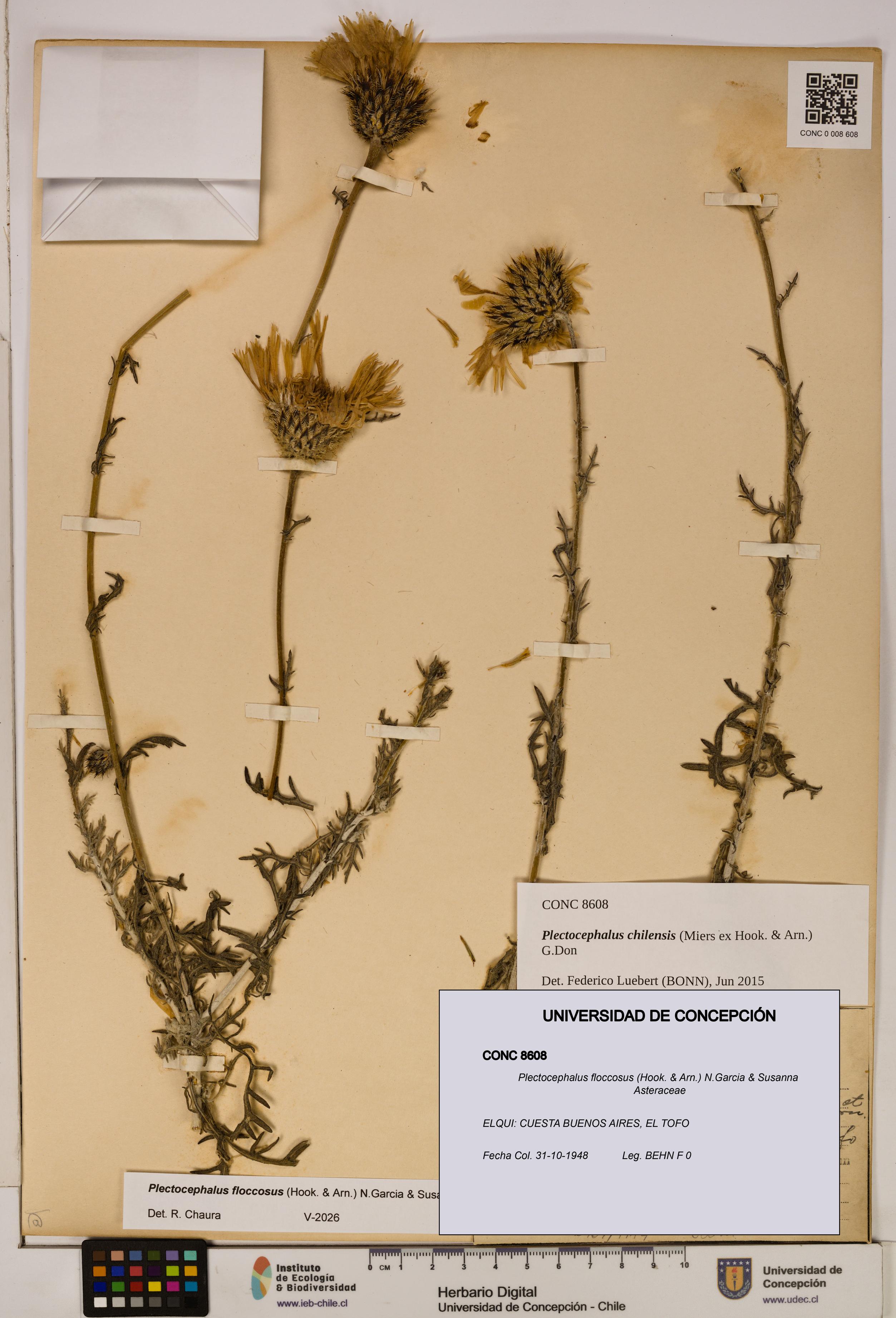 Plectocephalus floccosus [Espécimen: ]