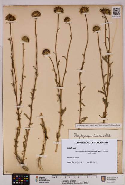 Haplopappus coquimbensis [Espécimen: UDEC:CONC:0008609]