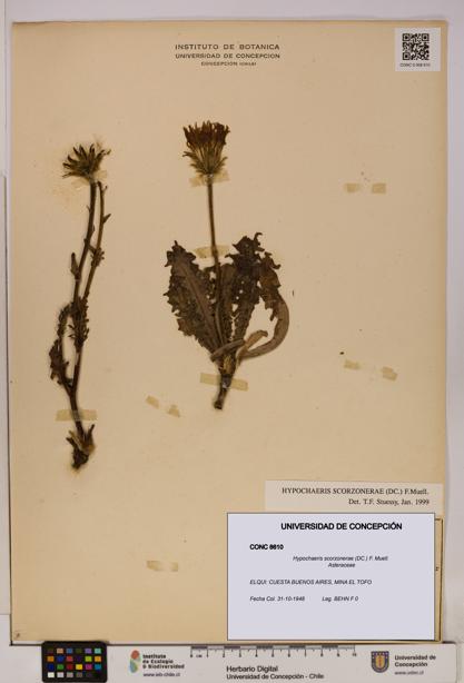 Hypochaeris scorzonerae [Espécimen: UDEC:CONC:0008610]