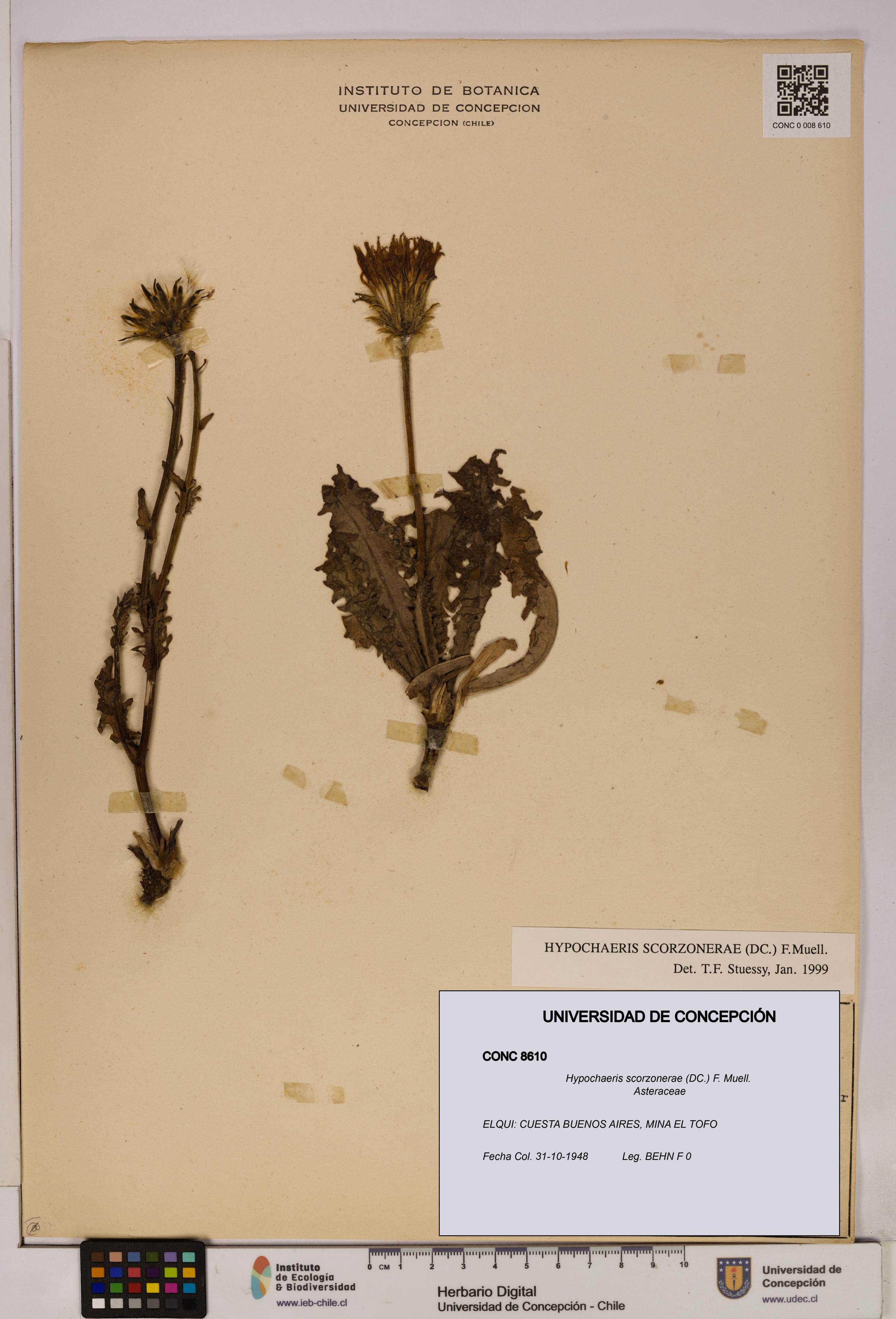 Hypochaeris scorzonerae [Espécimen: UDEC:CONC:0008610]