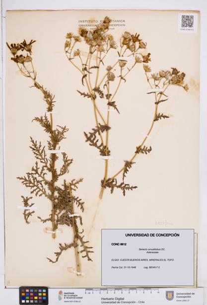 Senecio sinuatilobus [Espécimen: ]