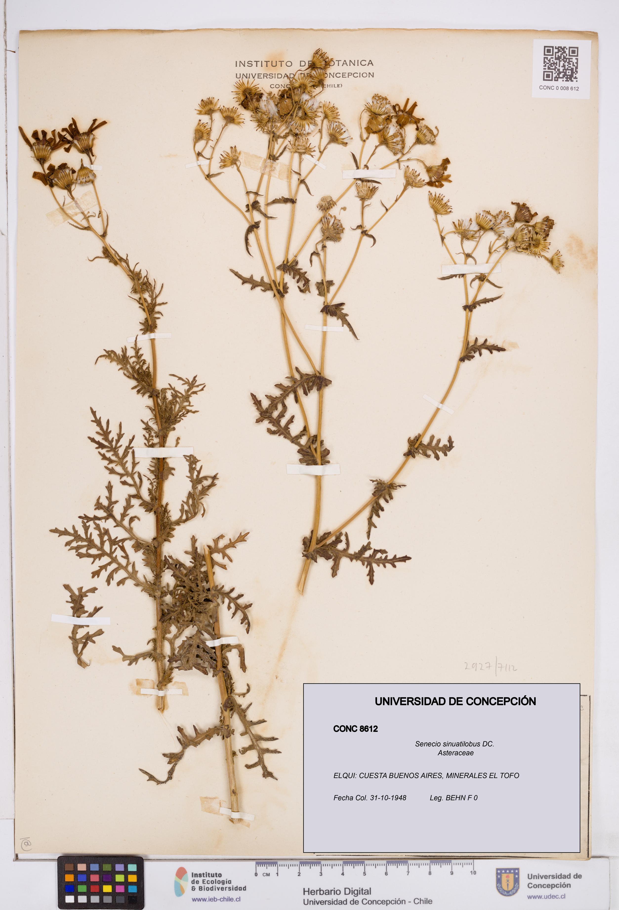 Senecio sinuatilobus [Espécimen: ]