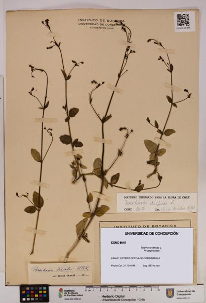 Boerhavia diffusa [Espécimen: UDEC:CONC:0008615]