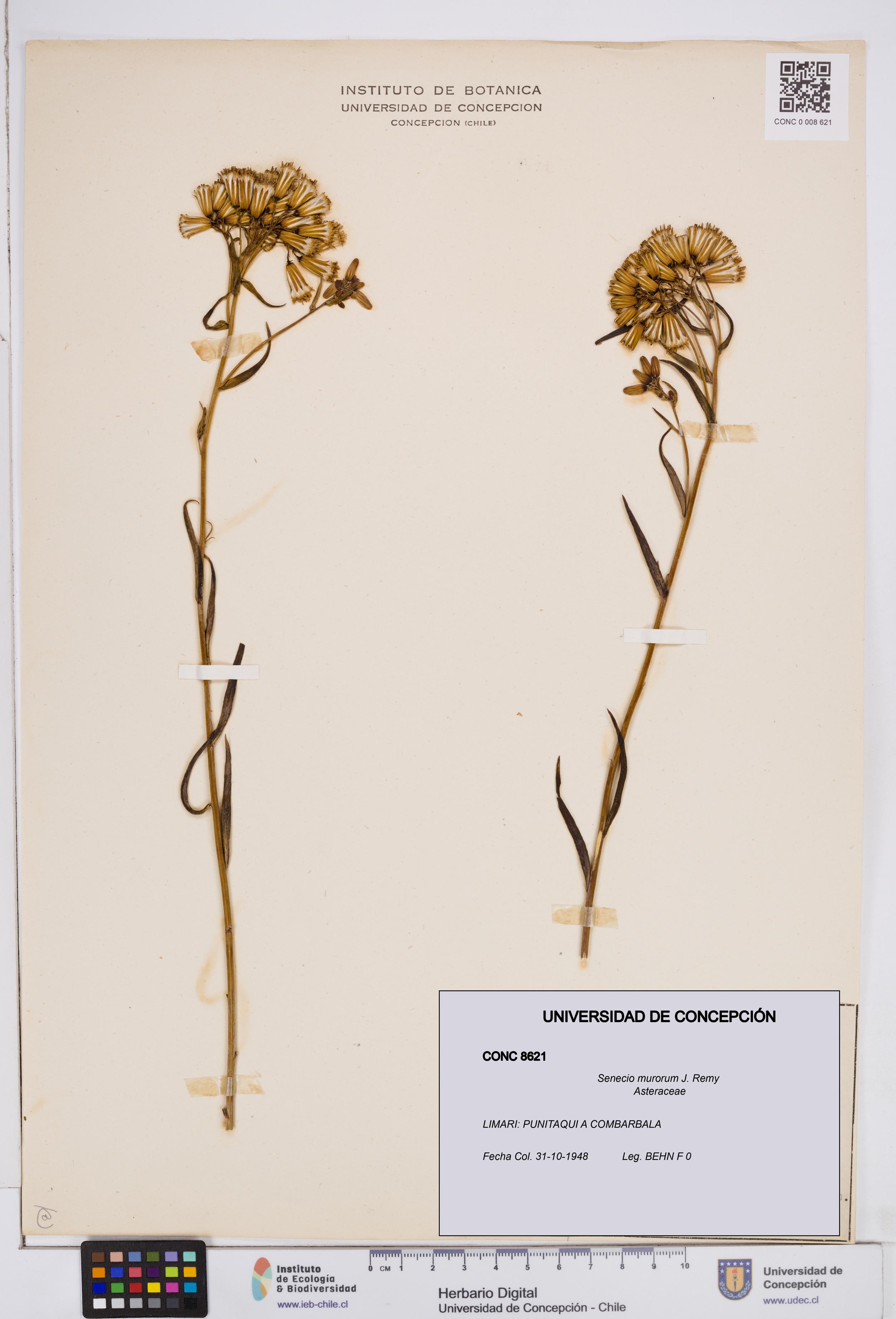 Senecio murorum [Espécimen: ]