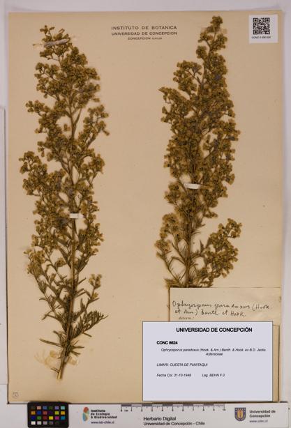 Ophryosporus paradoxus [Espécimen: UDEC:CONC:0008624]