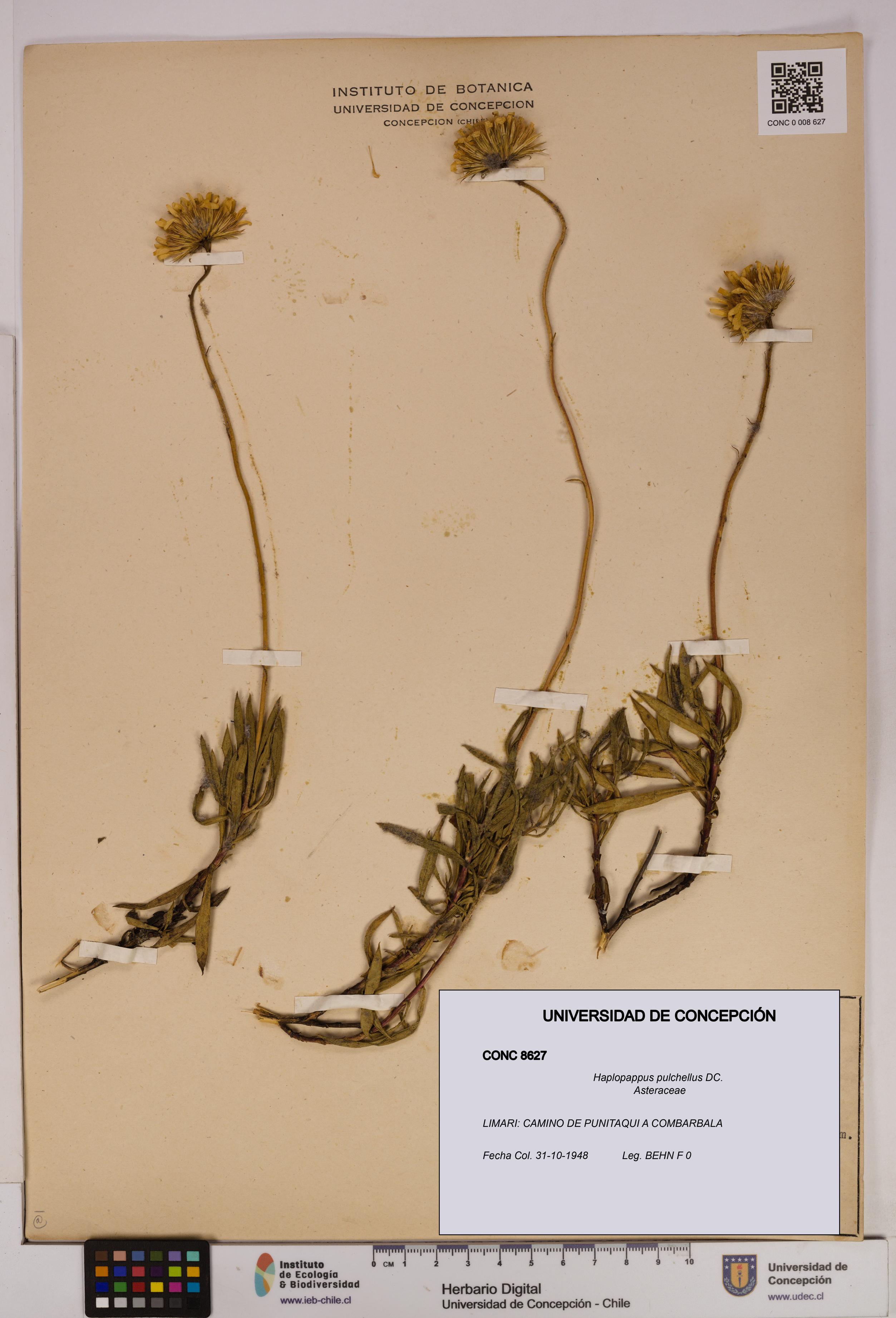 Haplopappus pulchellus [Espécimen: UDEC:CONC:0008627]
