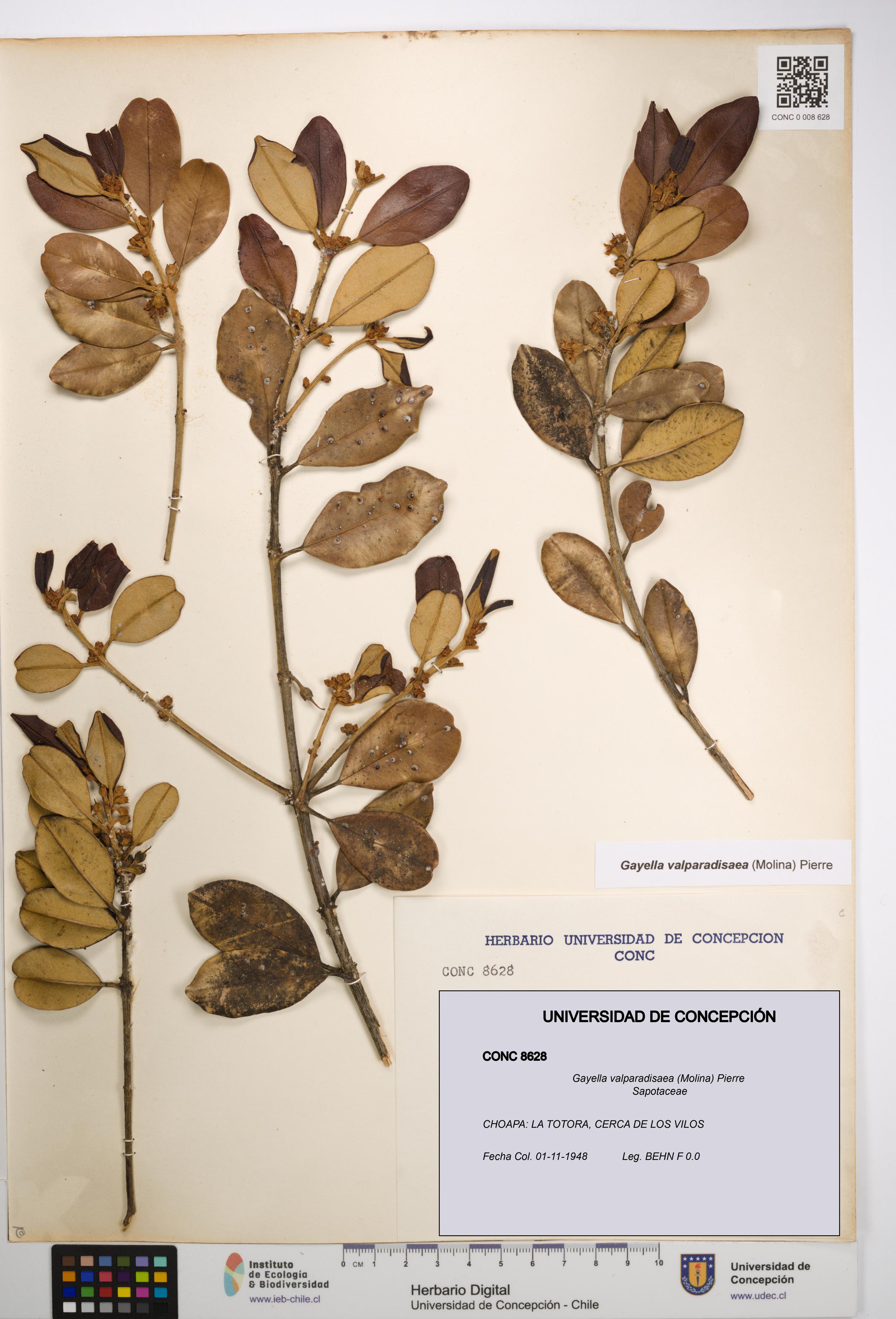 Gayella valparadisaea [Espécimen: UDEC:CONC:0008628]