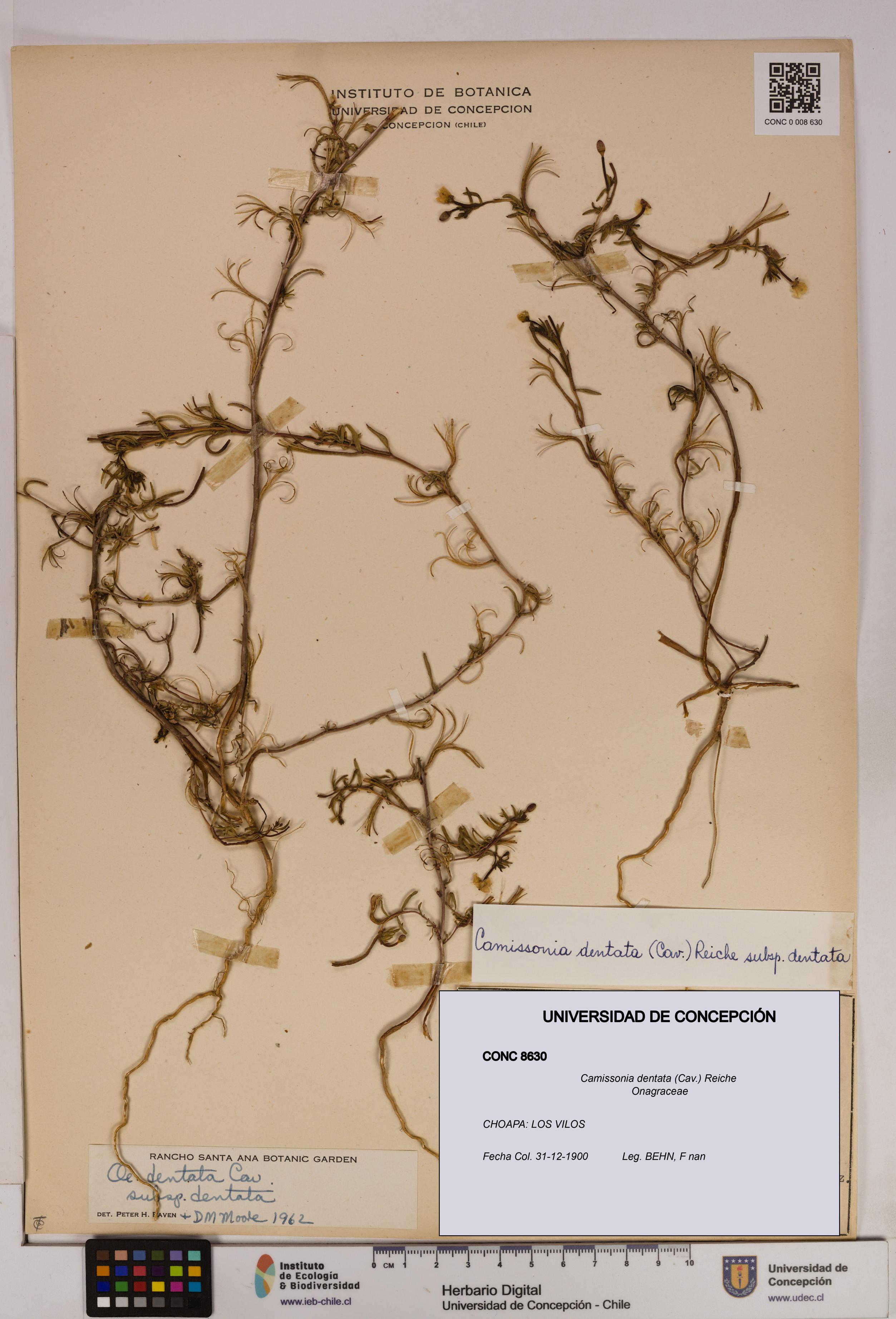 Camissonia dentata [Espécimen: UDEC:CONC:0008630]