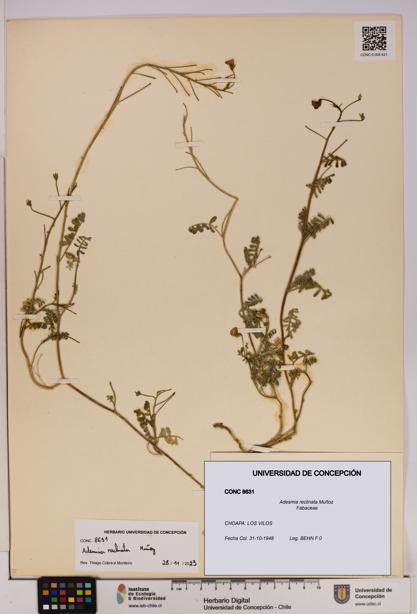 Adesmia reclinata [Espécimen: UDEC:CONC:0008631]