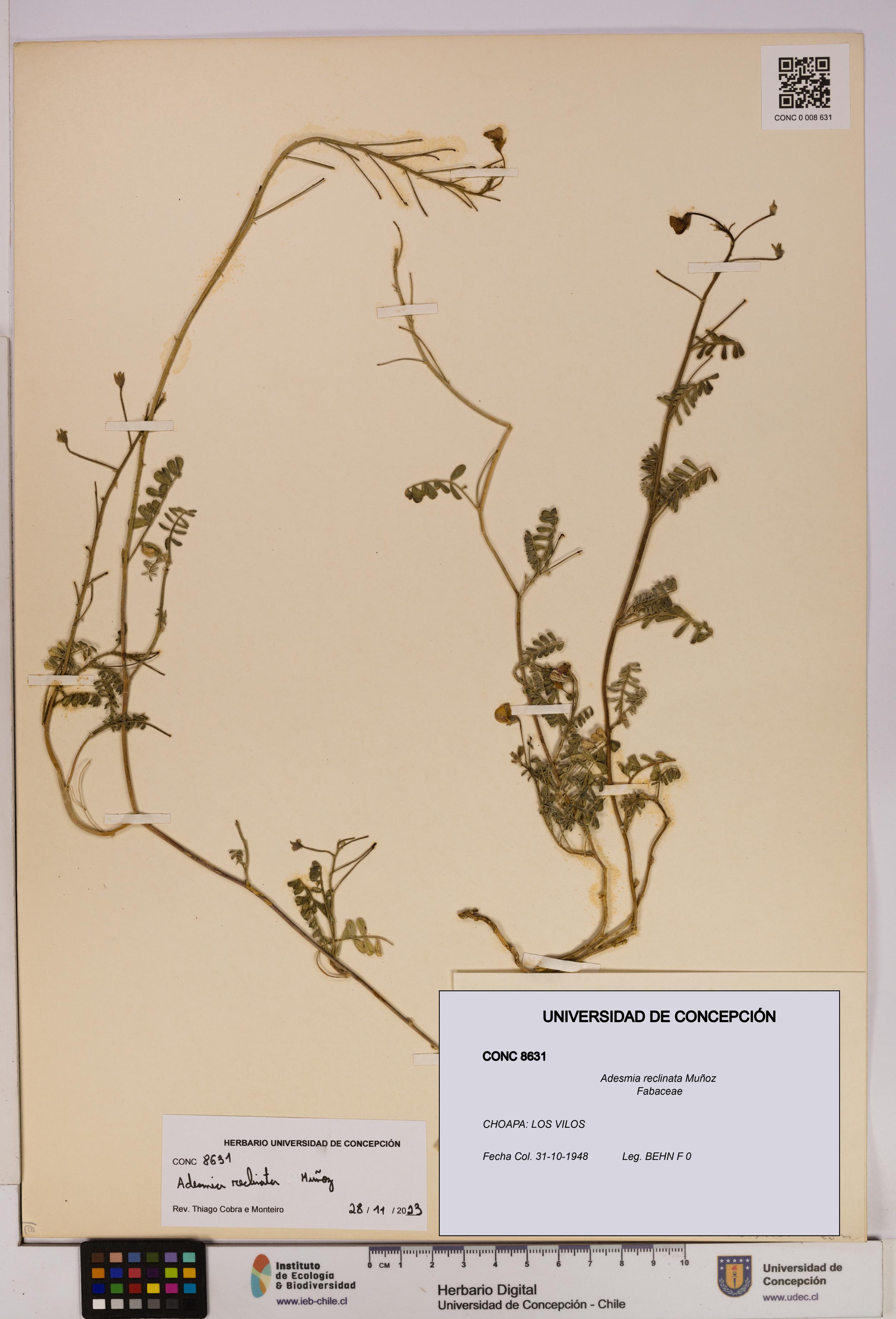 Adesmia reclinata [Espécimen: UDEC:CONC:0008631]