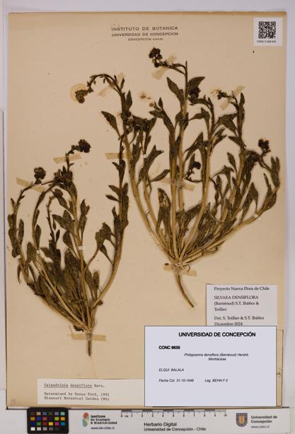 Philippiamra densiflora [Espécimen: ]