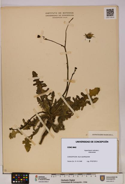 Hypochaeris radicata [Espécimen: UDEC:CONC:0008642]
