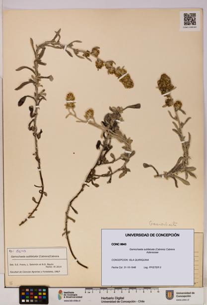 Gamochaeta subfalcata [Espécimen: UDEC:CONC:0008643]