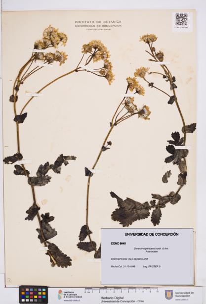 Senecio nigrescens [Espécimen: ]