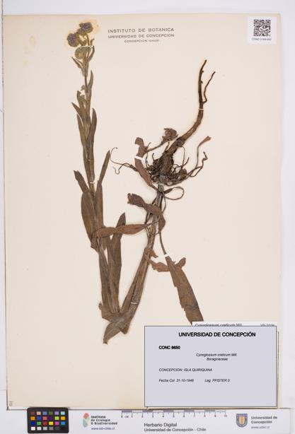 Cynoglossum creticum [Espécimen: ]