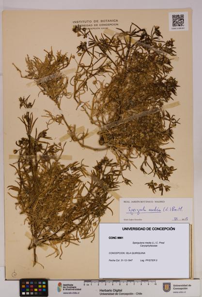 Spergularia media [Espécimen: UDEC:CONC:0008661]