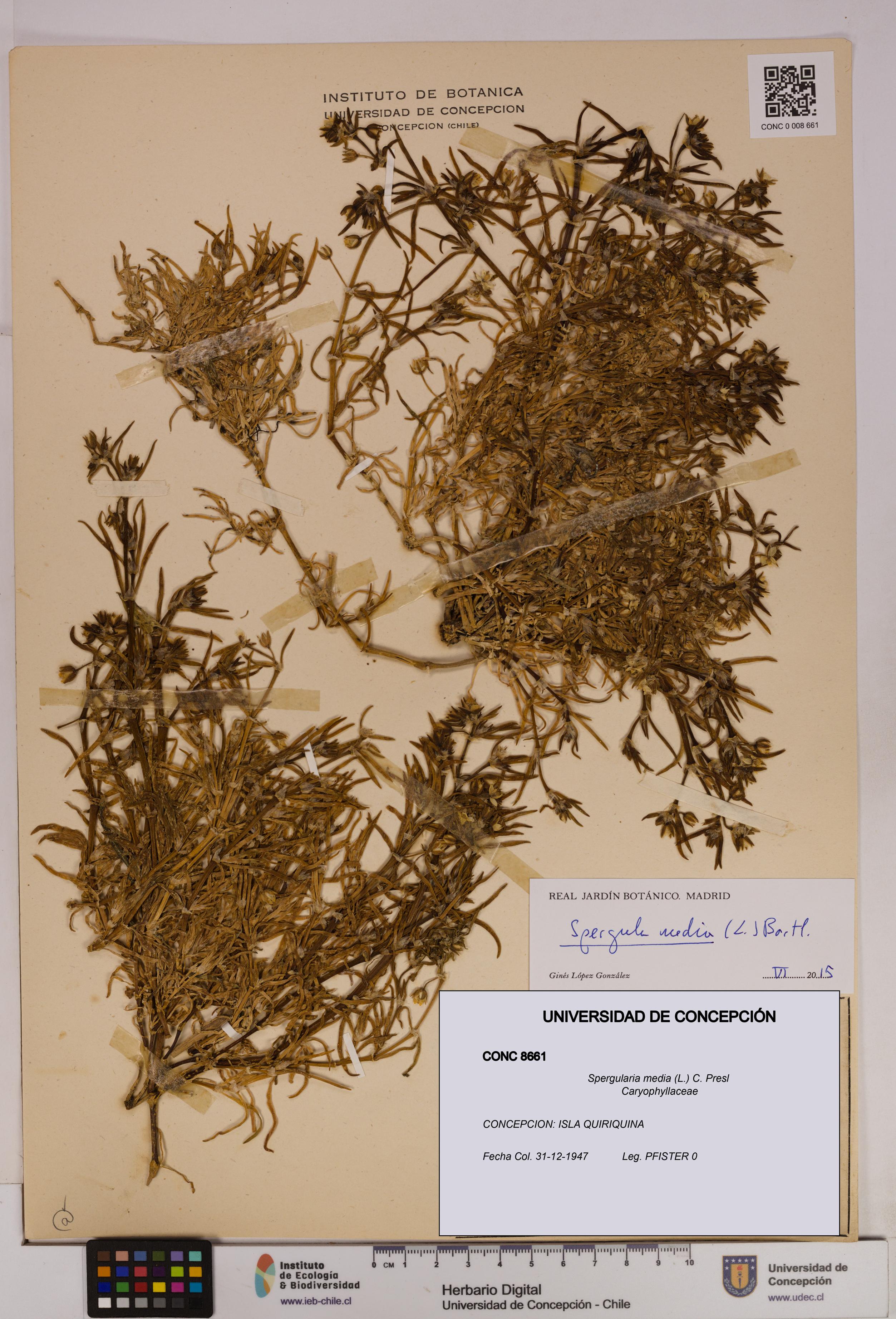 Spergularia media [Espécimen: UDEC:CONC:0008661]