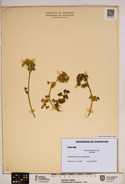 Apium prostratum [Espécimen: ]
