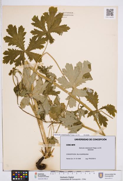 Sanicula crassicaulis [Espécimen: ]
