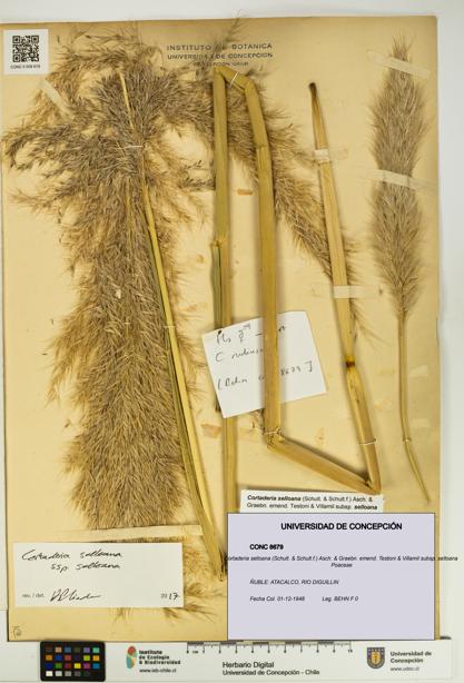 Cortaderia selloana [Espécimen: UDEC:CONC:0008679]