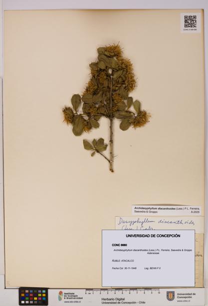 Archidasyphyllum diacanthoides [Espécimen: UDEC:CONC:0008680]