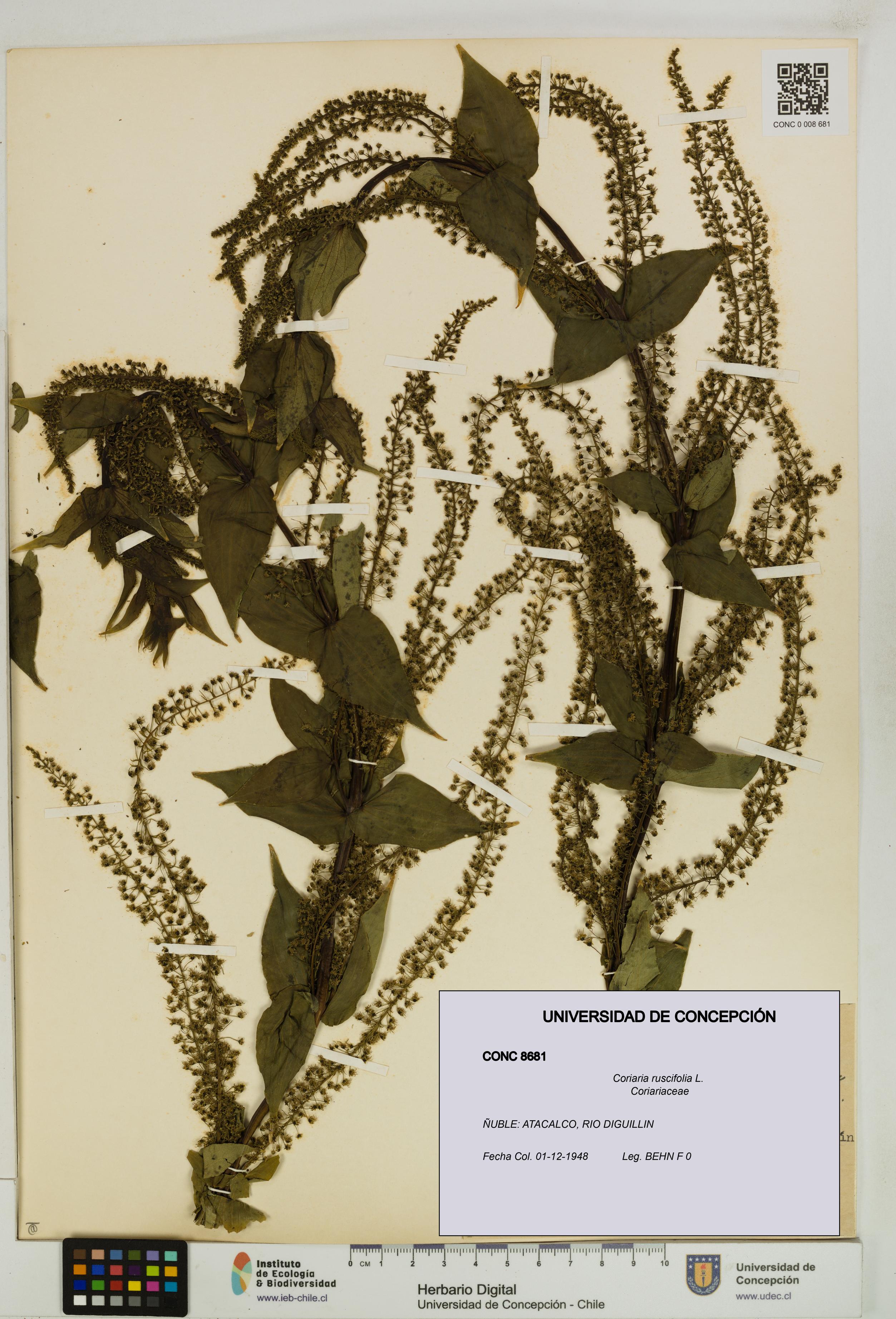 Coriaria ruscifolia [Espécimen: ]