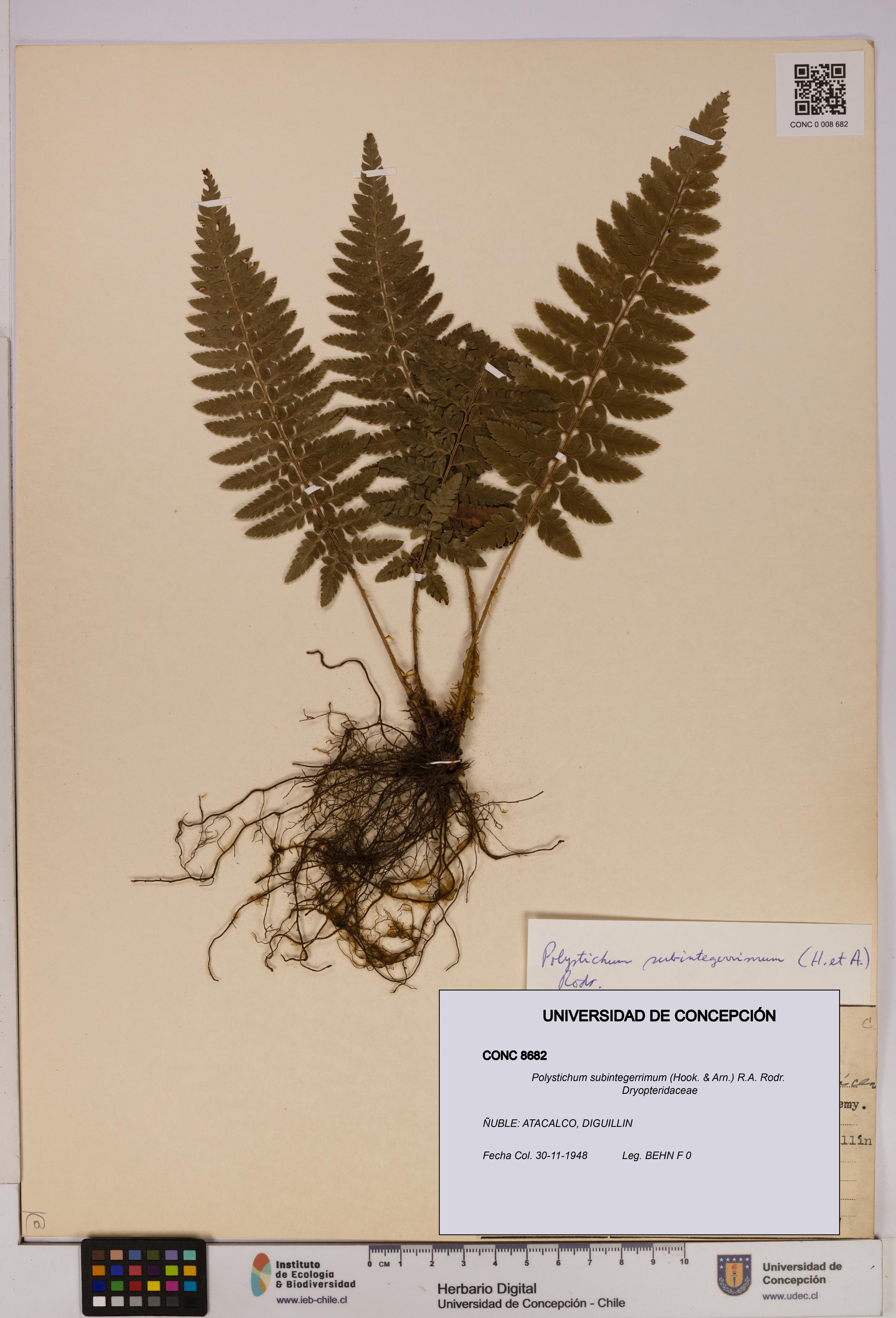Polystichum subintegerrimum [Espécimen: UDEC:CONC:0008682]