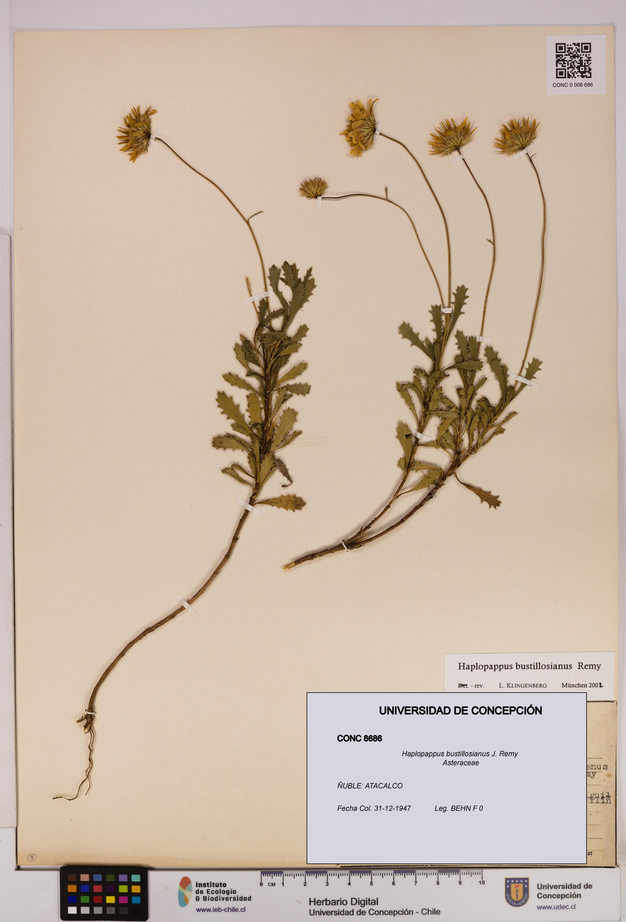 Haplopappus bustillosianus [Espécimen: UDEC:CONC:0008686]