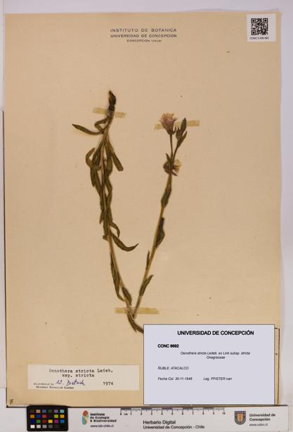 Oenothera stricta subsp. stricta [Espécimen: UDEC:CONC:0008692]