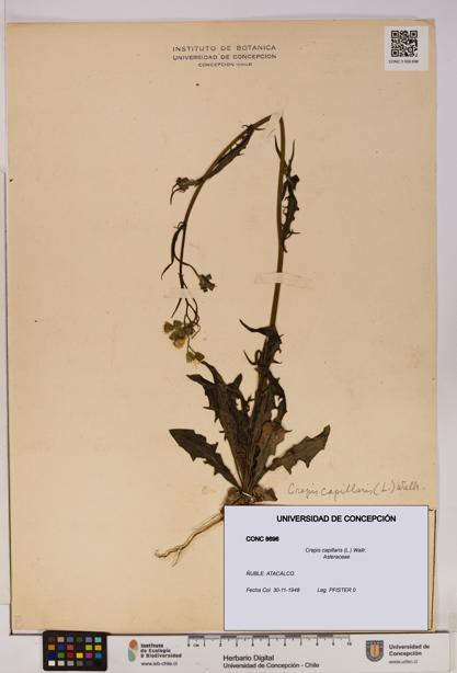Crepis capillaris [Espécimen: UDEC:CONC:0008696]