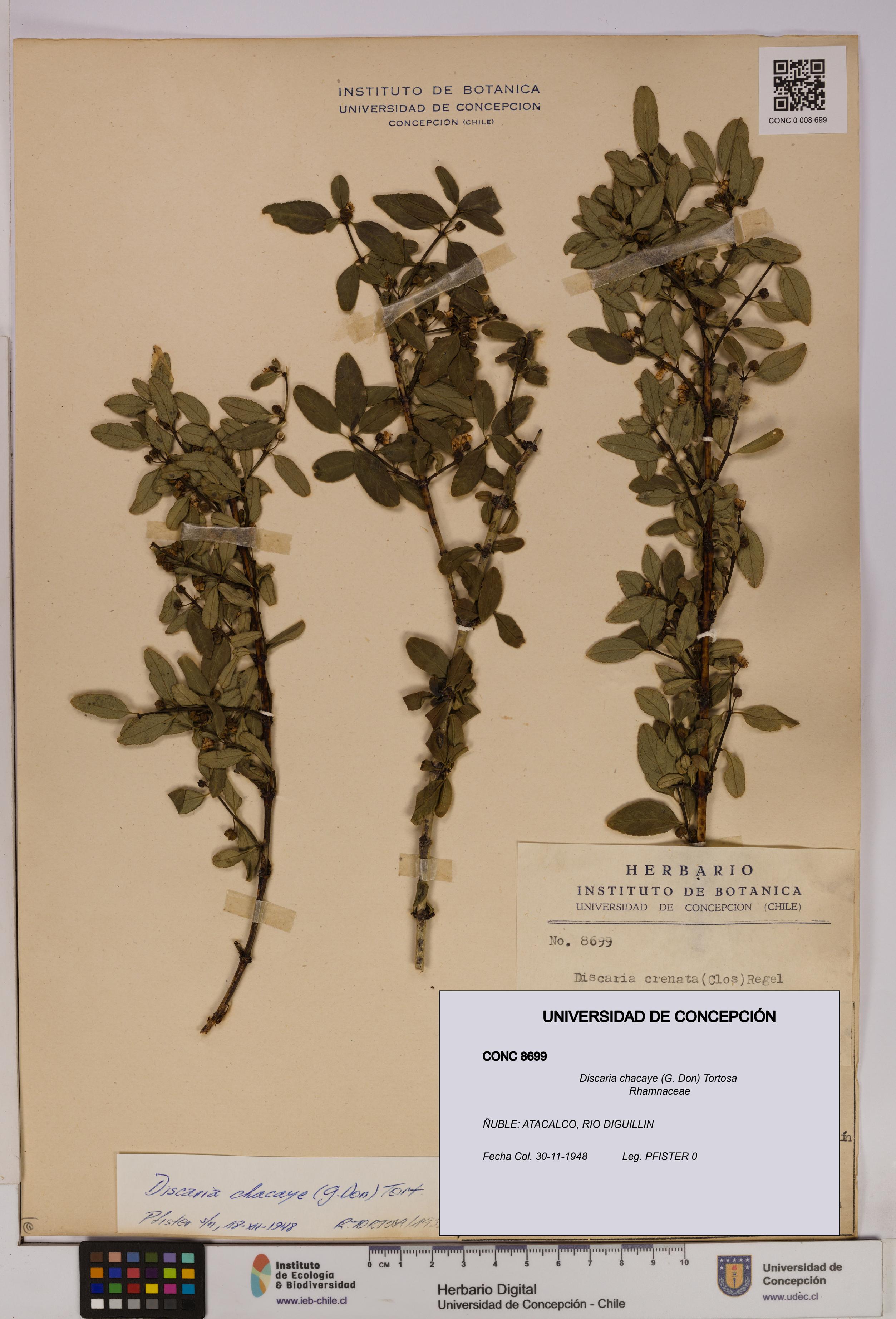 Discaria chacaye [Espécimen: UDEC:CONC:0008699]