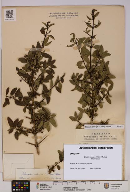 Discaria chacaye [Espécimen: UDEC:CONC:0008700]