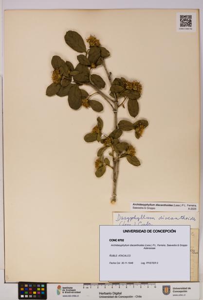 Archidasyphyllum diacanthoides [Espécimen: UDEC:CONC:0008702]