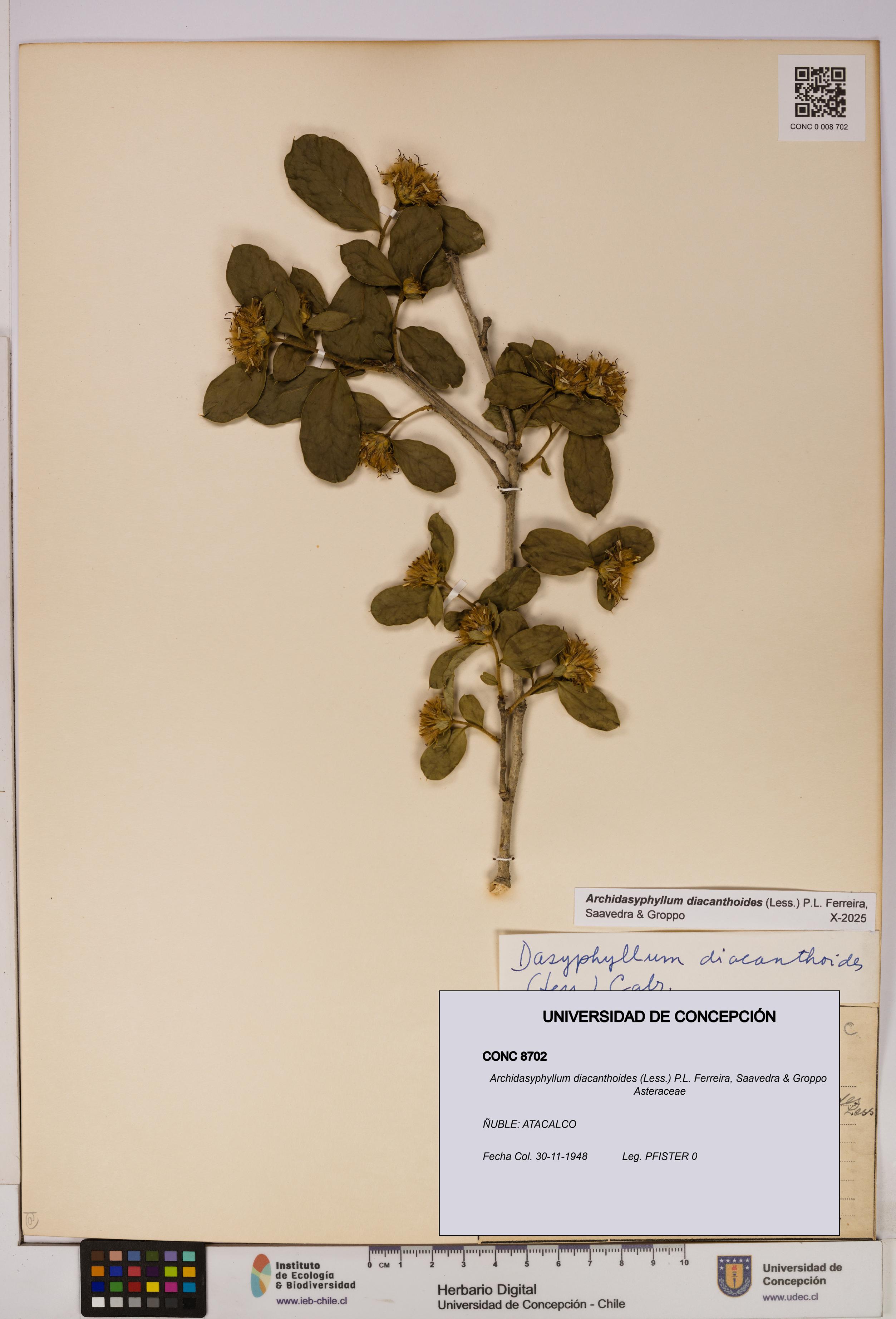 Archidasyphyllum diacanthoides [Espécimen: UDEC:CONC:0008702]