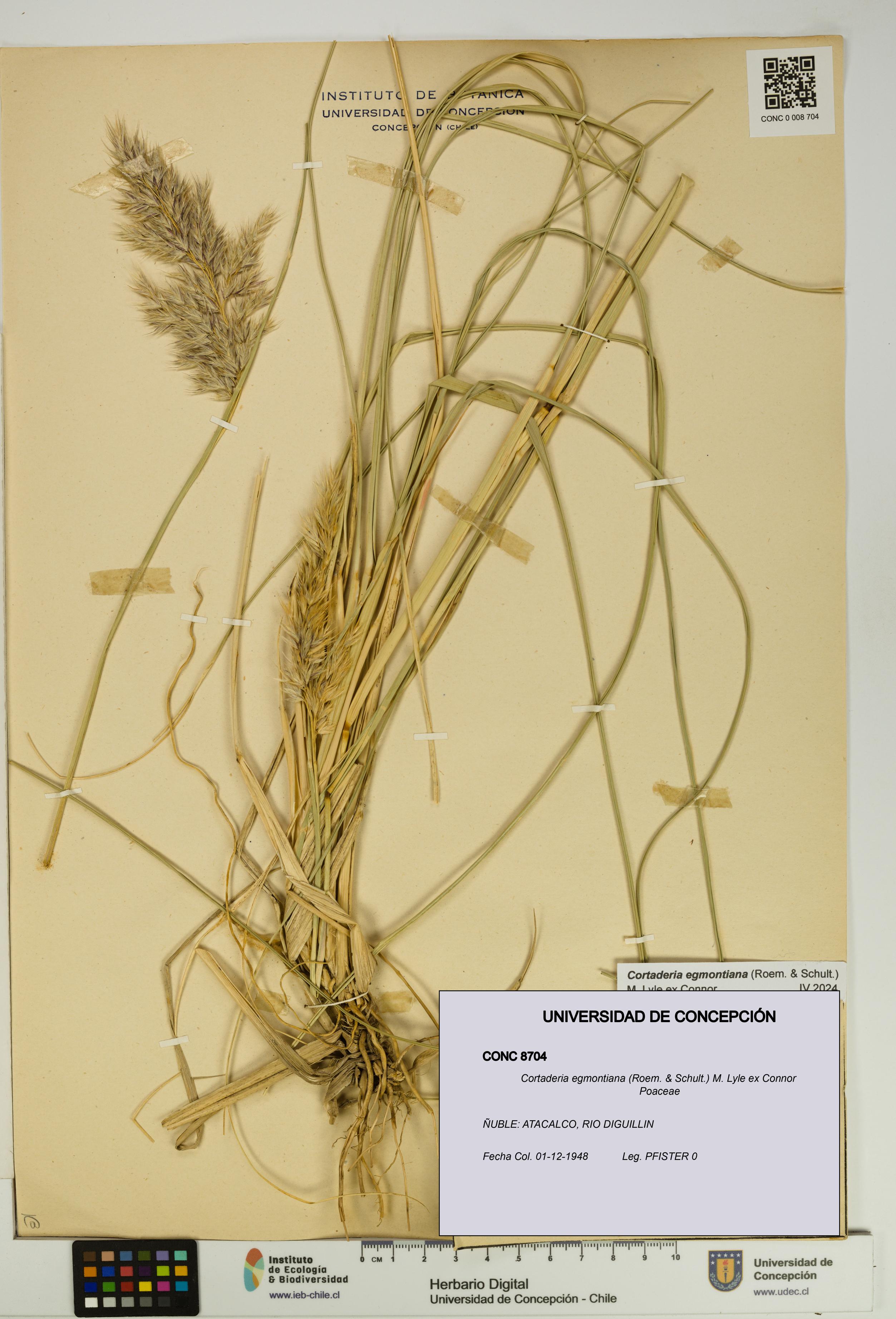Cortaderia egmontiana [Espécimen: UDEC:CONC:0008704]