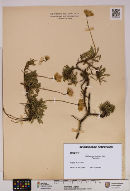Haplopappus glutinosus [Espécimen: UDEC:CONC:0008718]
