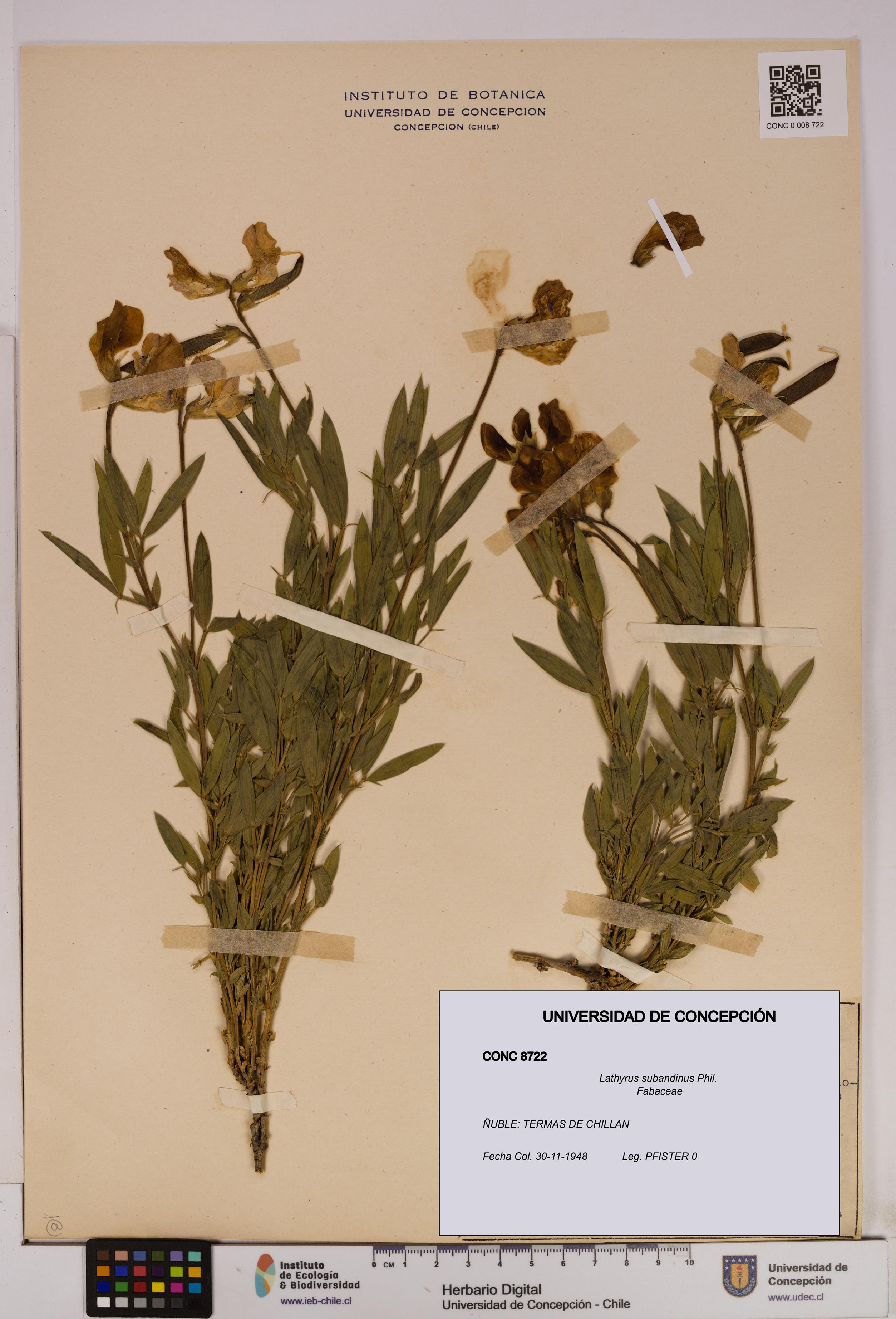 Lathyrus subandinus [Espécimen: UDEC:CONC:0008722]