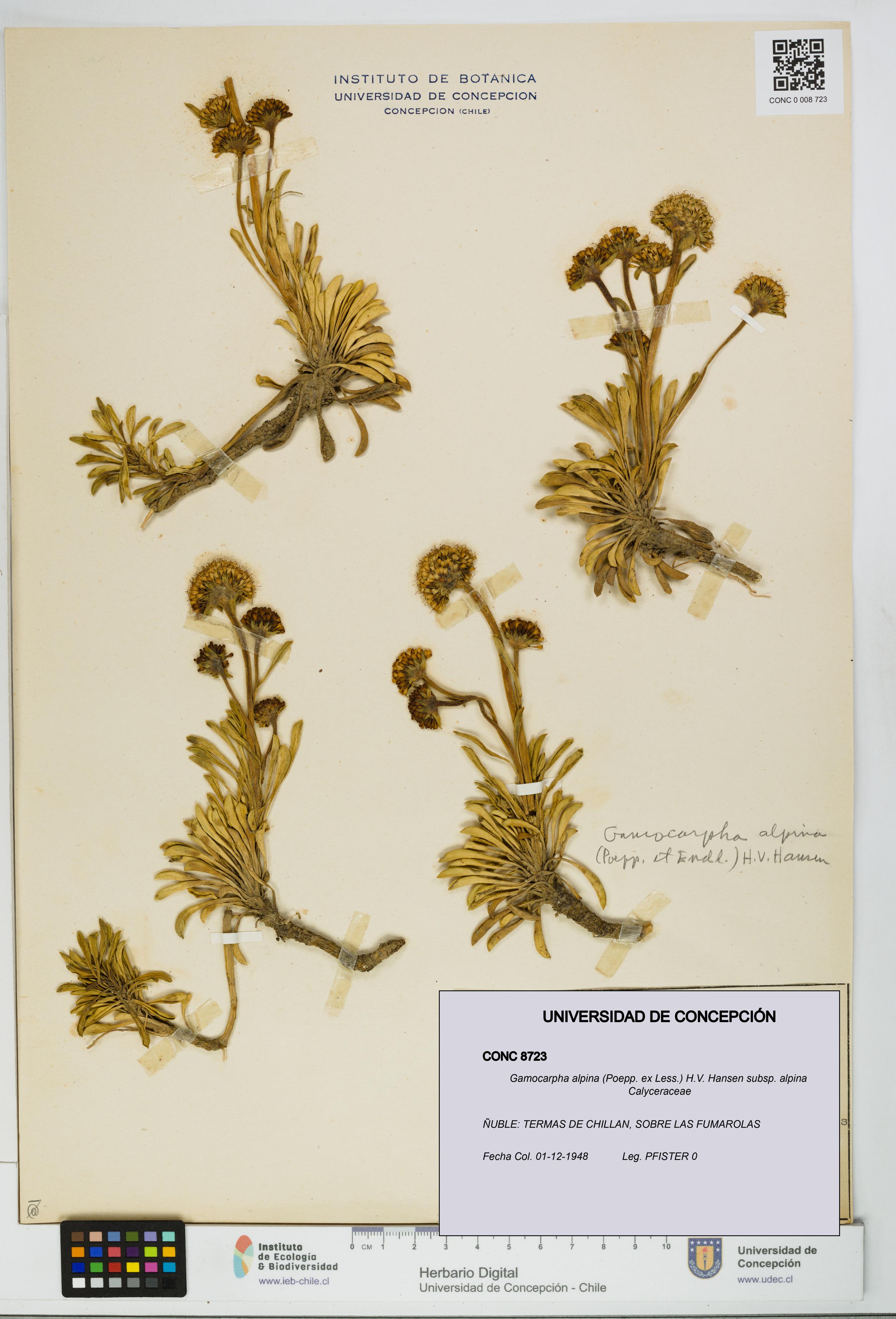 Gamocarpha alpina subsp. alpina [Espécimen: UDEC:CONC:0008723]