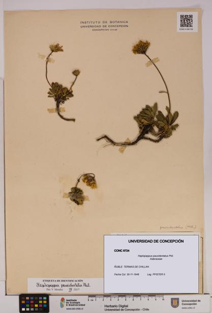 Haplopappus paucidentatus [Espécimen: UDEC:CONC:0008724]