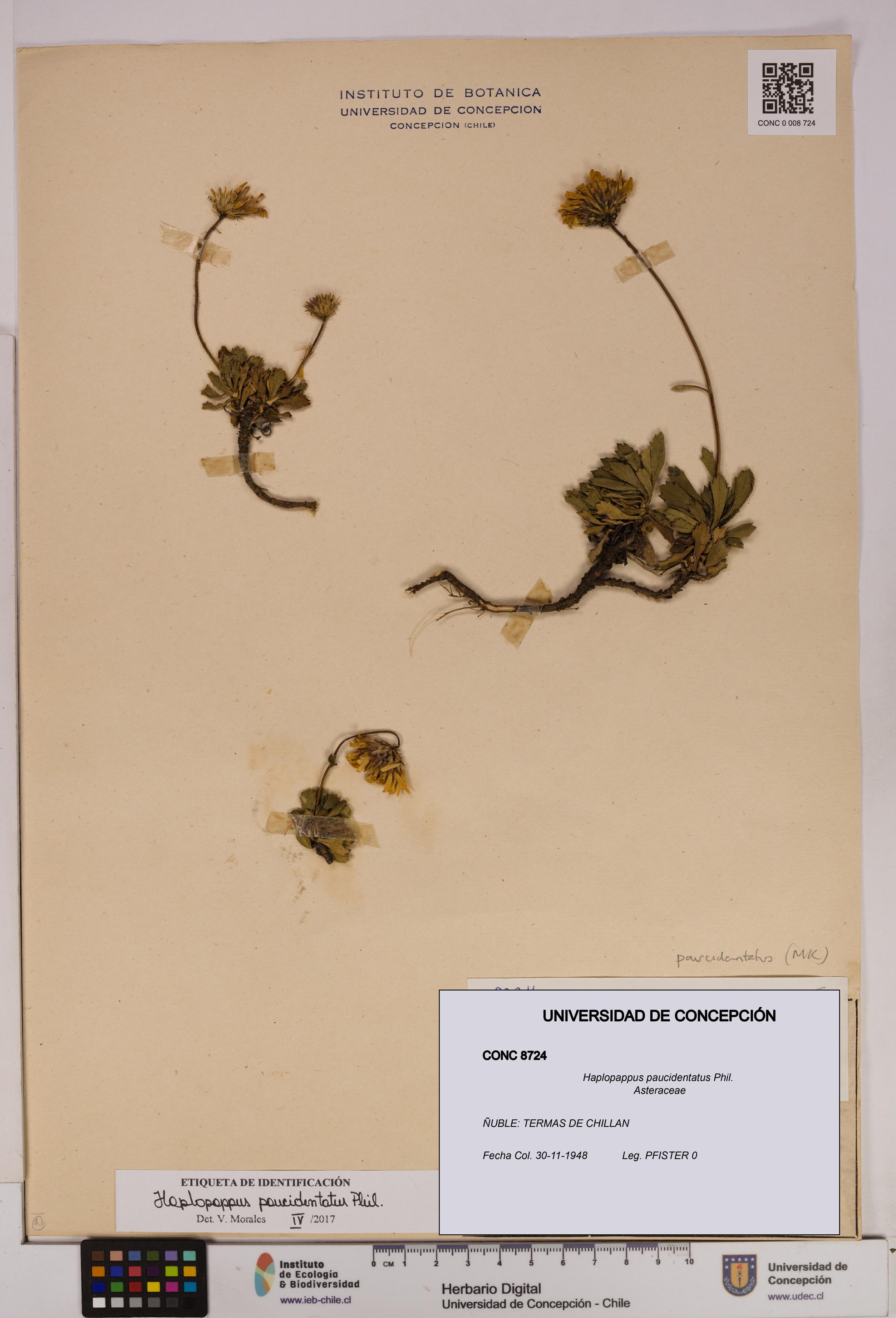 Haplopappus paucidentatus [Espécimen: UDEC:CONC:0008724]
