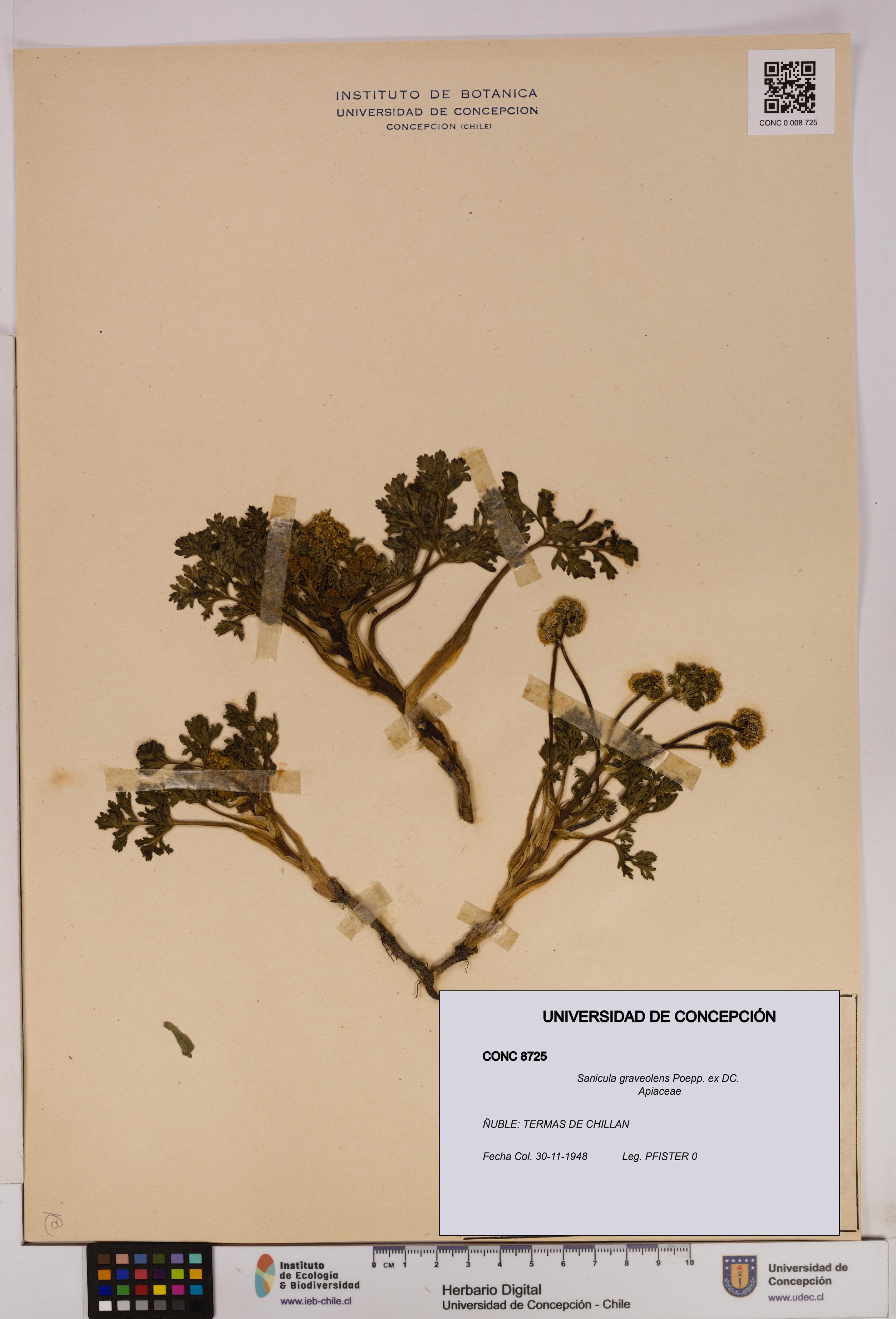 Sanicula graveolens [Espécimen: UDEC:CONC:0008725]