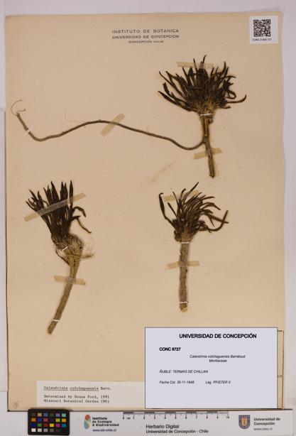 Calandrinia colchaguensis [Espécimen: UDEC:CONC:0008727]