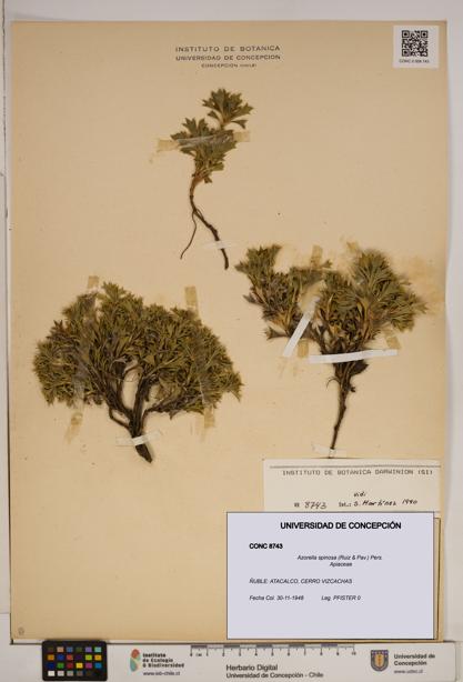Azorella spinosa [Espécimen: ]
