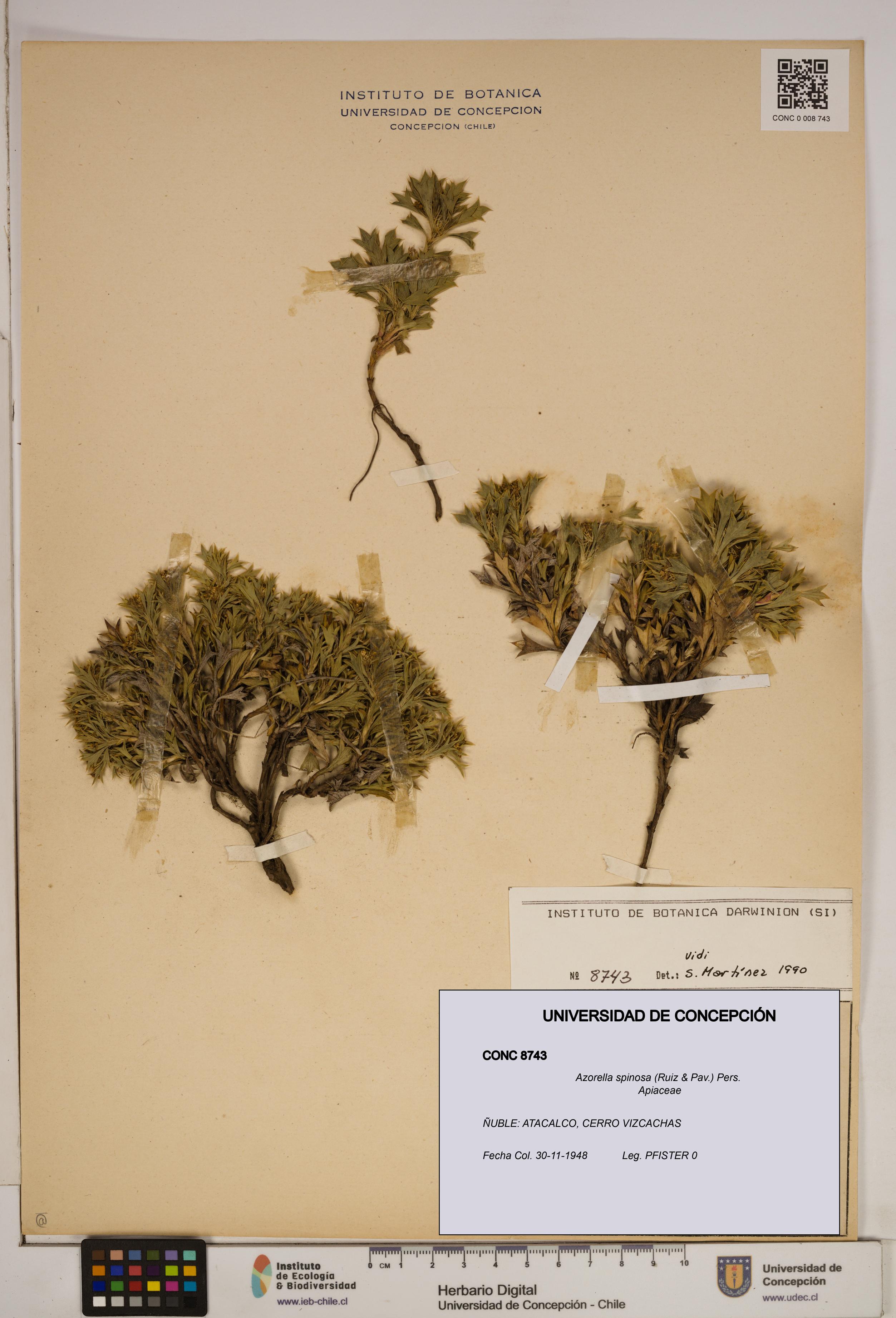 Azorella spinosa [Espécimen: ]