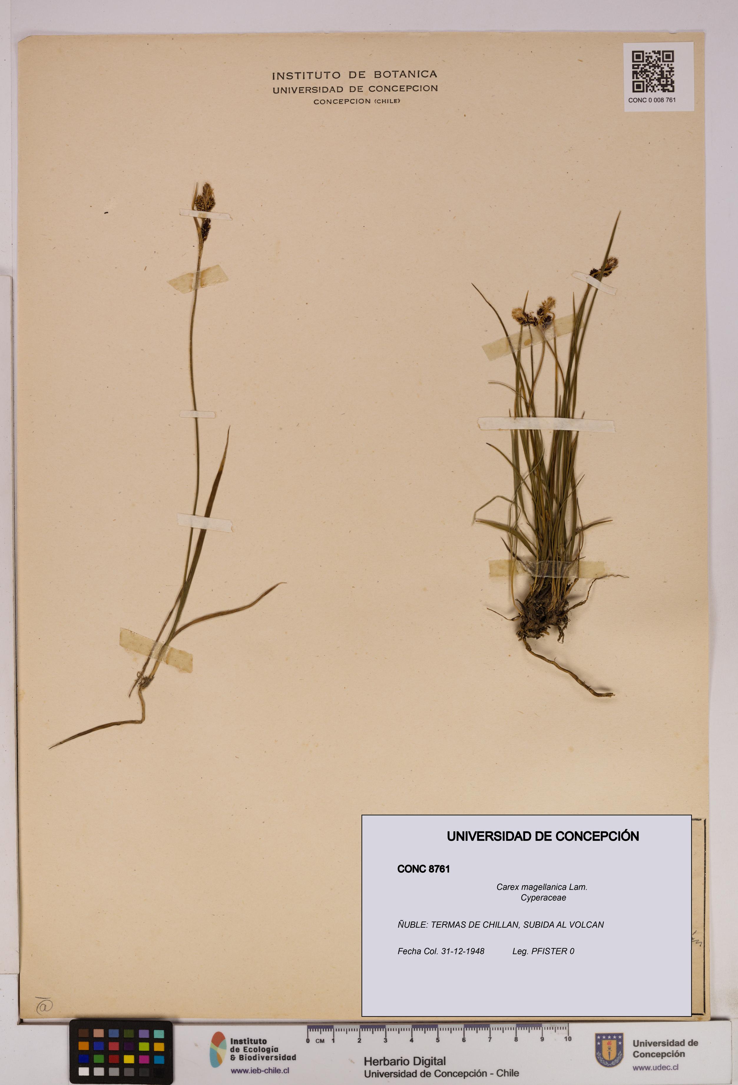 Carex magellanica [Espécimen: UDEC:CONC:0008761]