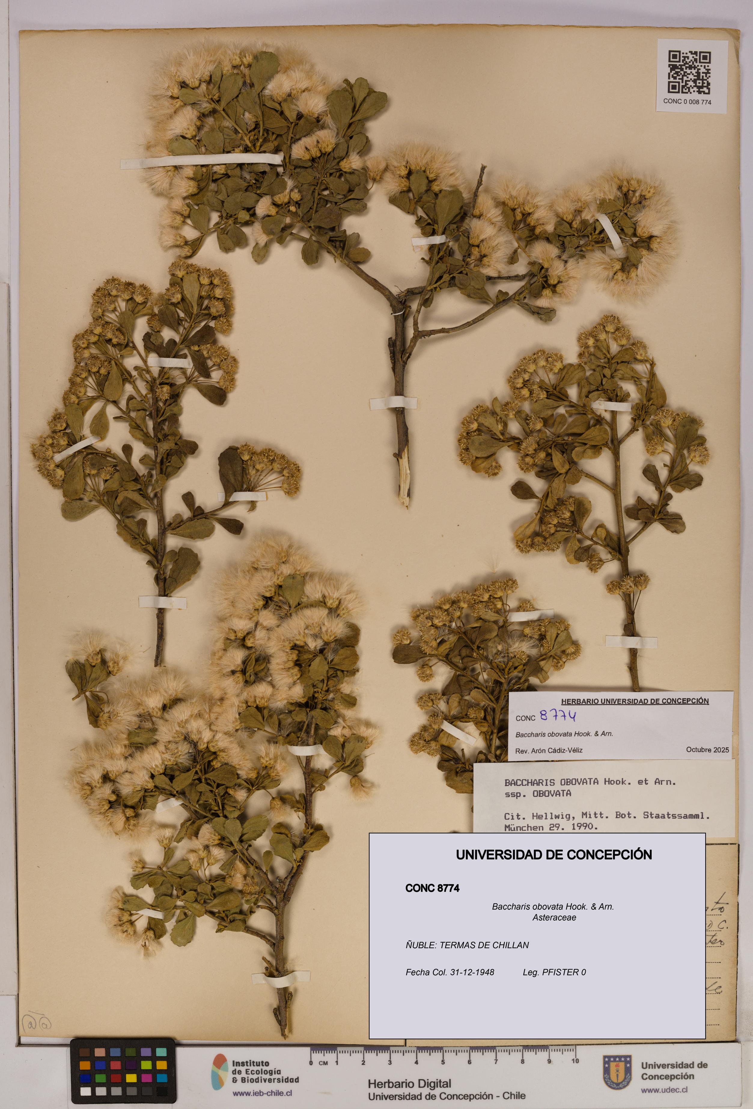 Baccharis obovata [Espécimen: UDEC:CONC:0008774]