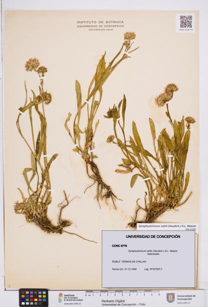 Symphyotrichum vahlii [Espécimen: ]