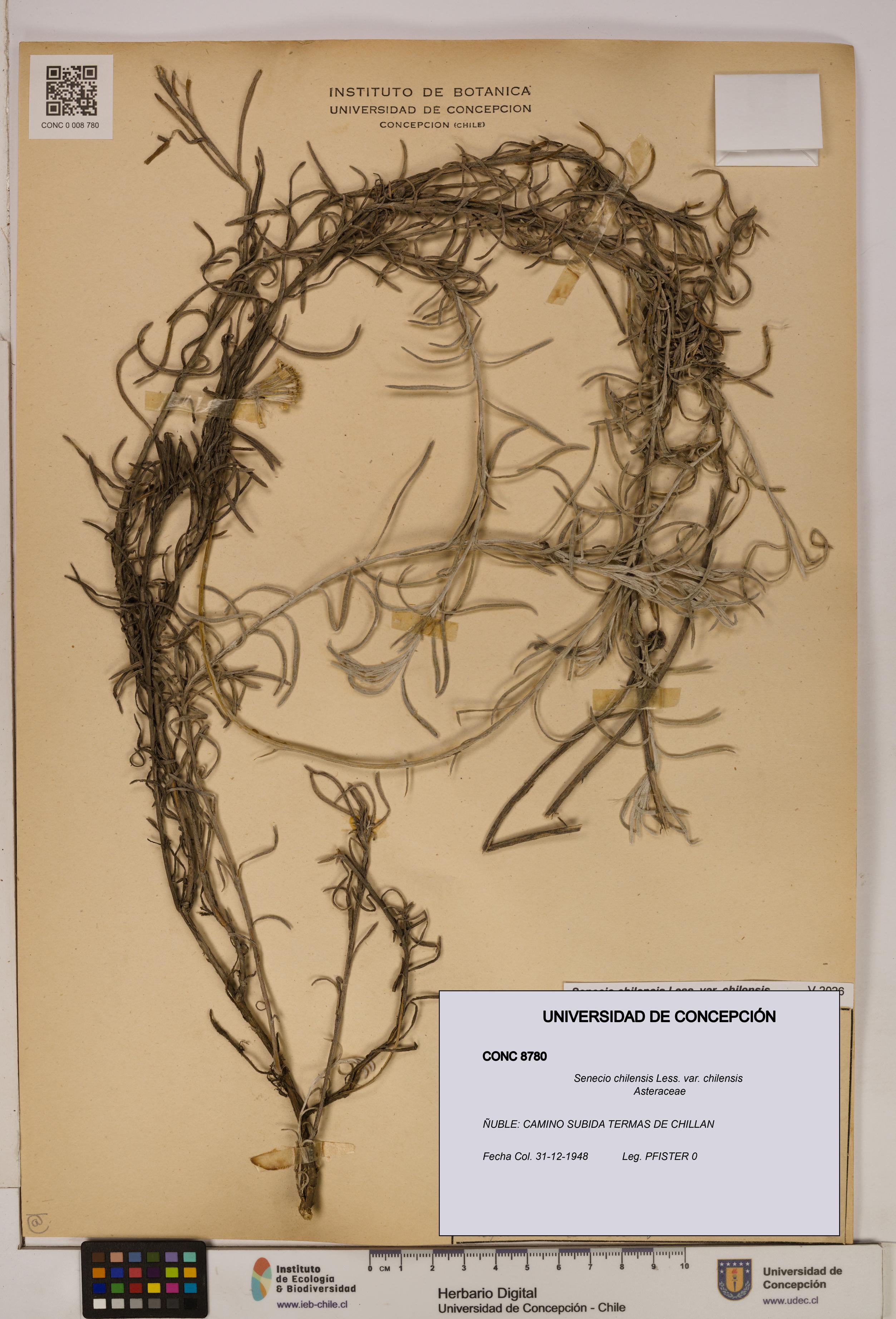 Senecio chilensis var. chilensis [Espécimen: UDEC:CONC:0008780]